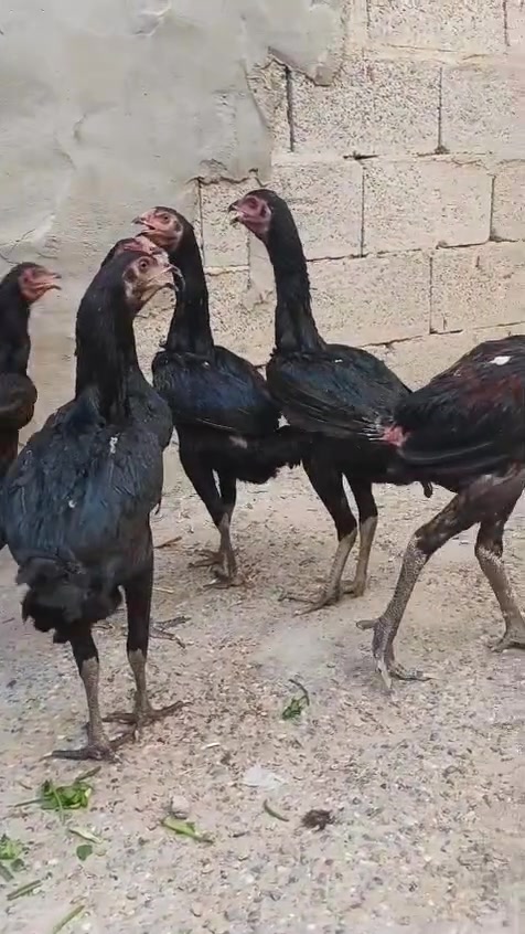 يالله
فراري نوع أوشامو الاماني ضخمات عمرهن خمس اشهر العدد سته دجاجات وديج 
مكاني الرفاعي التفيج 
التواصل راسلني خاص


**إذا كنت صاحب هذا الإعلان وتريد حذفه لأي سبب، رجاءا أرسل رسالة إلى الدعم الفني**
