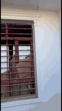 خلفات لبخ وديكور، طلس وتطعيم #الواجهات
سقل ناعم ،اجراره . تصفير مساطر 
اصباغ داخليه وخارجيه . وطلس ستن داخل 
للاستفسار اتصال او واتساب : ***********
