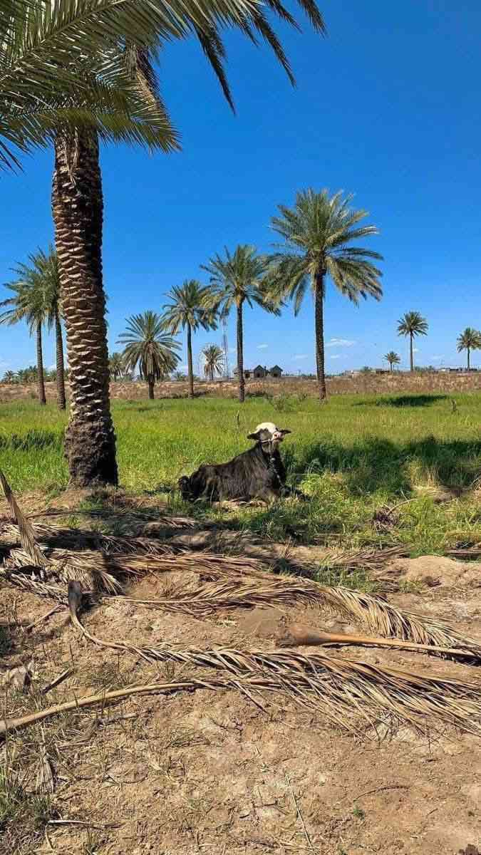 🌿 بستان للبيع على طابو الكاظمية 🌿

📏 المساحة: 2 دونم
🔒 البستان مسيّج PRC
📜 جنس العقار: سند 25

📍 موقع حيوي ومميز بجانب المزارع والسكن
⏱️ يبعد عن سبع البور 4 دقائق فقط
⏱️ وعن الكاظمية 13 دقيقة

✅ جميع الخدمات متوفرة بالكامل:
⚡ كهرباء
💧 ماء سقي
🚰 ماء إسالة

✨ منطقة مرغوبة وأكثر المشترين من بغداد والكاظمية
🏡 تصلح للسكن أو للاستثمار أو كمزرعة وشاليه

📌 العنوان: بغداد – خلف جسر المصابيح
أو خلف سبع البور

📞 للاتصال والاستفسار:
***********

#عقارات_بغداد #الكاظمية #سبع_البور #جسر_المصابيح #بستان_للبيع #مزارع #شاليهات #استثمار_عقاري #طابو_الكاظمية #بغداد #عروض_عقارية
