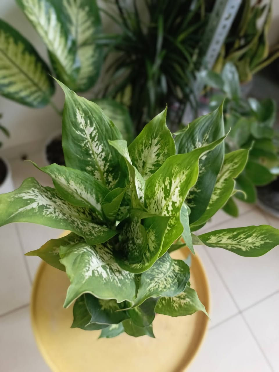 #دفنباخيا مبرقشة هولندية كثيفة الأغصان قياس 50سم تقريبا ب12


**إذا كنت صاحب هذا الإعلان وتريد حذفه لأي سبب، رجاءا أرسل رسالة إلى الدعم الفني**