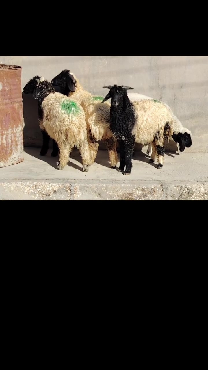 للبيع طليان عدد 3 +فطيمه 1
مالات جنيه حلوات وناصحات كفاله شرط نصاح
سمان يرهمن ذبايح ويرهمن جنيه 
وصلن زوج، ٥٤٠ الف مابعت اليمه زود عليهن يتواصل وياي
العنوان القائم الكرابله للتواصل
***********
***********
