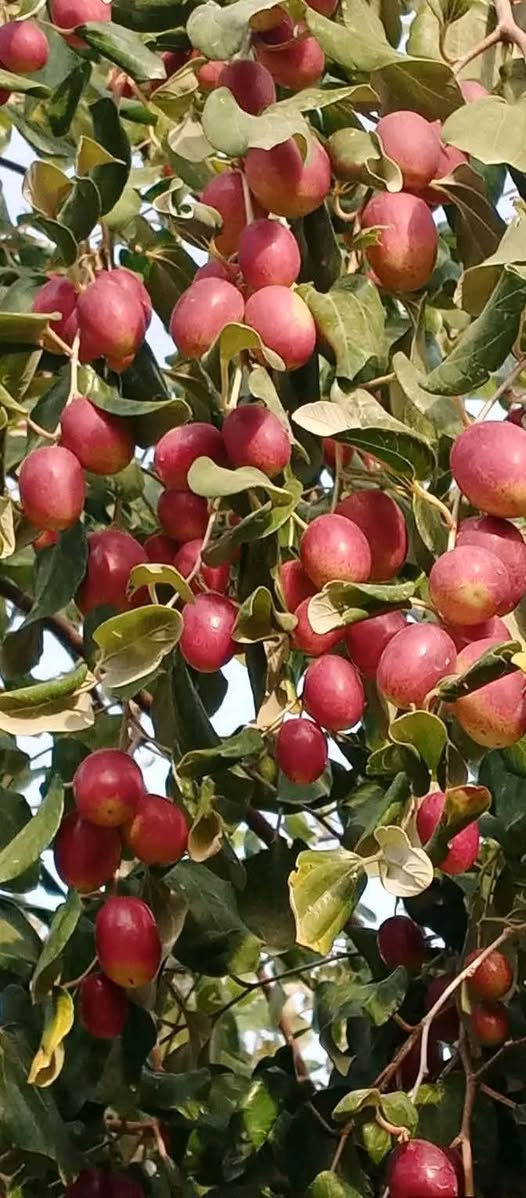 مستعدون لتطعيم اشجار السدر في محافظة الديوانيه
وبأسعار منافسة
الأنواع التفاحي والعرموطي بدون نوى وتايلندي والباكستاني وأنواع أخرى
*********** واتساب
