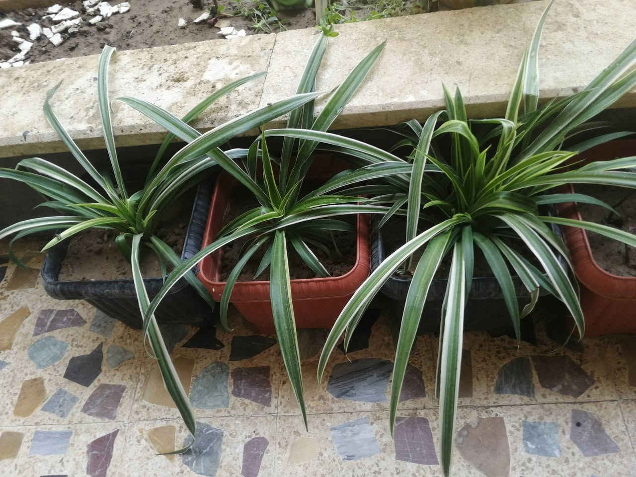 نباتات كبيره اكو الصالون والستار واظافر العروس كلهم على متر واسعار مناسبه


**إذا كنت صاحب هذا الإعلان وتريد حذفه لأي سبب، رجاءا أرسل رسالة إلى الدعم الفني**