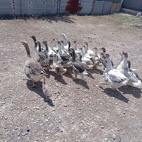 صواصي للبيع زوج ب 30 وبي مجال الرقم الموبايل 07760789032//07739667197