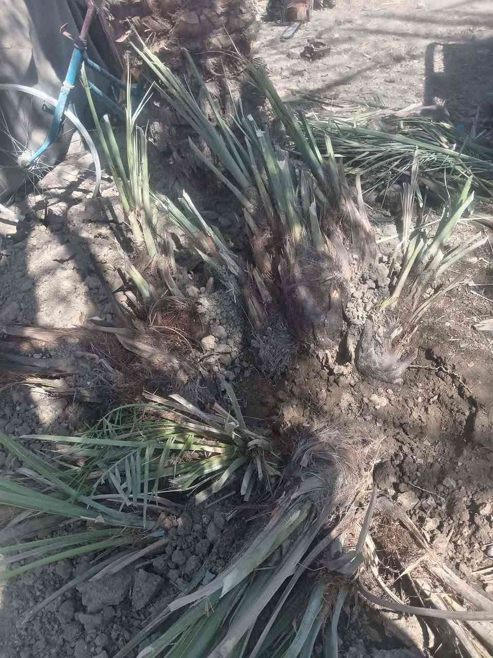 السلام عليكم يوجد فسلان ملون
مكتومَ، شويثي، جبجاب، سلطاني، طبرزل. بربرن، حمراوي، خضراوي، زهدي، خستاوي، الأسعار مناسبه ***********
