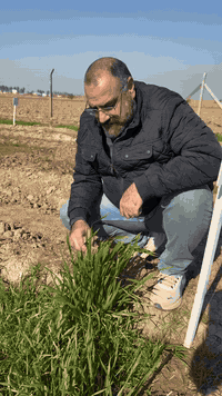 مهم جدا في عملية العقد واعراض نقصه على القمح واضحة جدا  مع تحيات مكتب ...