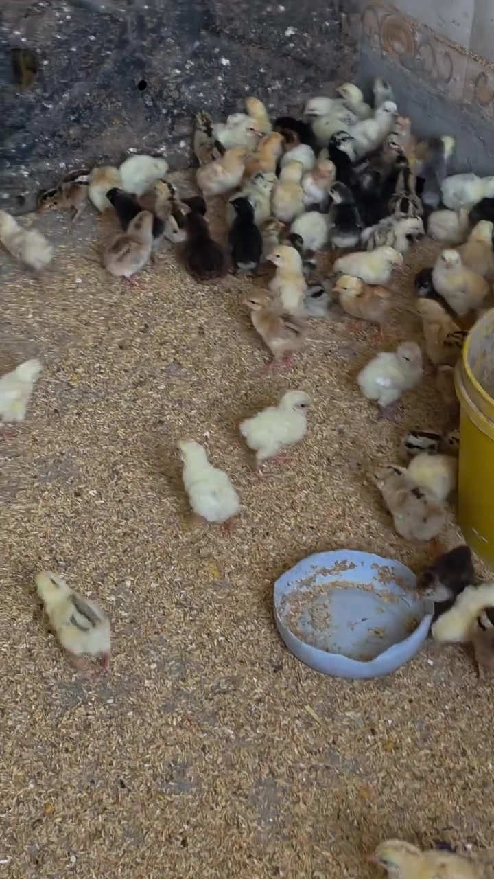 جوجکەی کوردی تەمەن 3 ڕۆژ شتی زۆر جوانن جوتی 2500  نزیکەی 400 جوجکە بەردەستە
گەیاندن هەیە 
کەلار، ڕزگاری
تێکرا هموو مەعامەلەی تیایە


**إذا كنت صاحب هذا الإعلان وتريد حذفه لأي سبب، رجاءا أرسل رسالة إلى الدعم الفني**