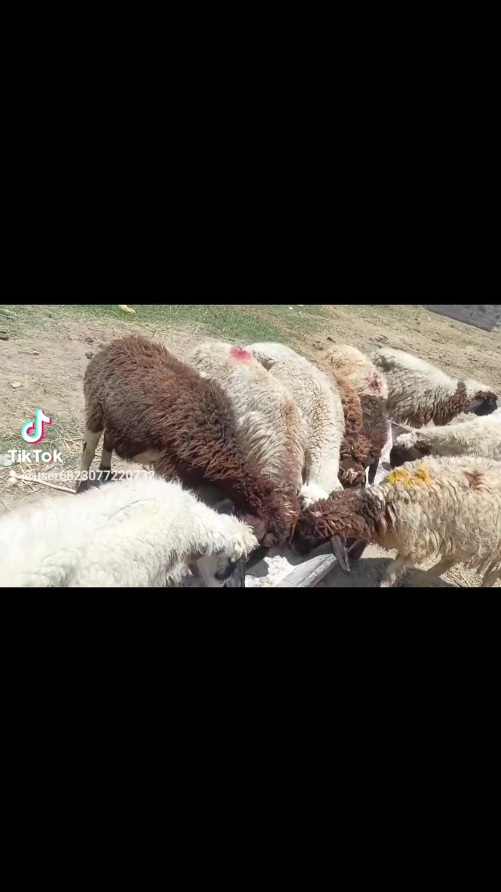 اللهم صل على محمد وال محمد متى حلال للبيع العدد 10 حلال نظيف مال ديره كفاله عامه سن وشطر كله ماخذ الفحل في اثنين محاطيط والباقي عشر حلال نظيف يلا عيني وين الجنايه مكان الحلال بغداد التاجي ناحيه المشاهده سعر الزوج 500 قفل تنباع شلع.   ///‏‪***********
