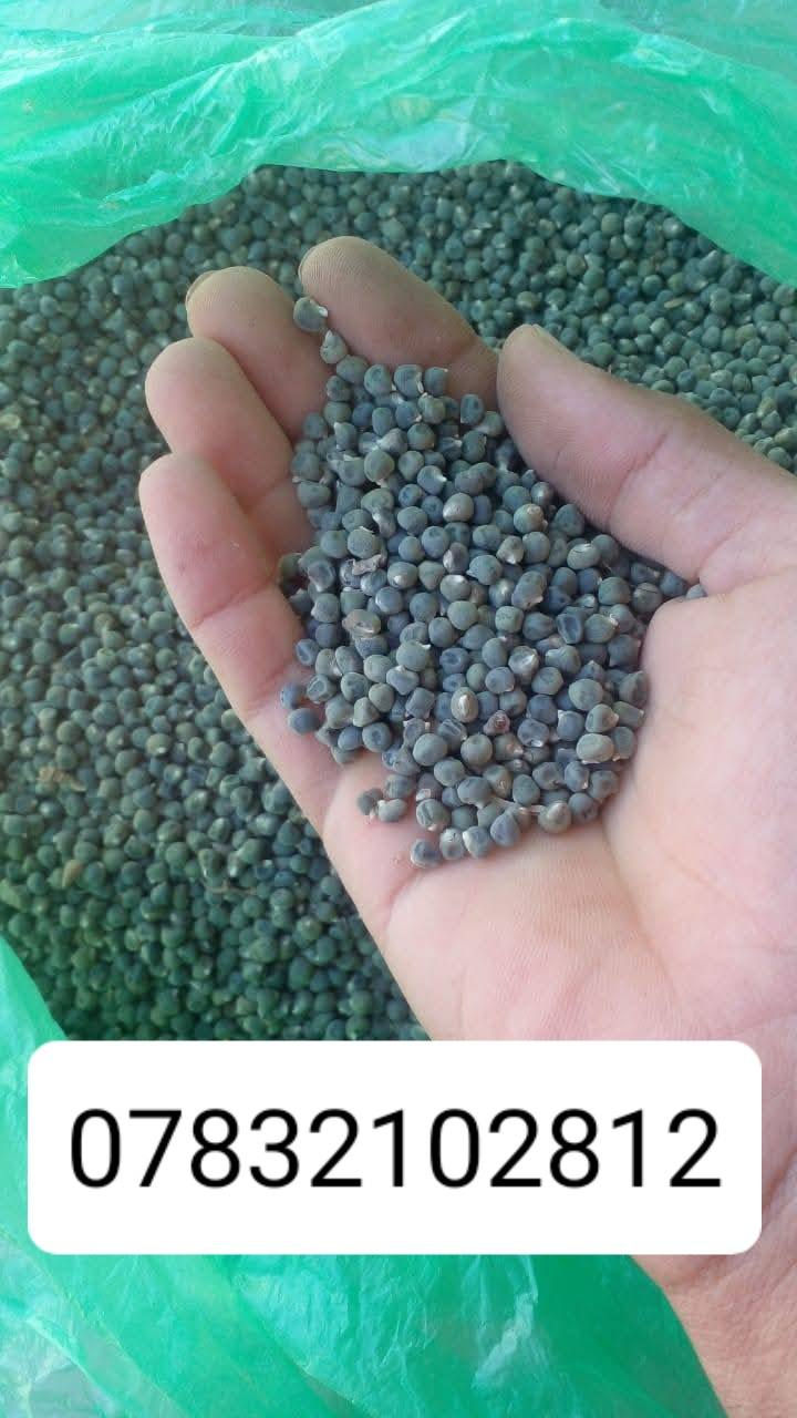 السلام عليكم بذور بانيه للبيع مشروطه كافة الشروط  للحوي متعهد بيها امانة الله ورسوله  ***********اربعينيه بتره وركه مشرحه متعهد بيها طلاع وحوي مقاومه للحراره شمسيه شتويه مقاومه للمياه المالحه صنف العبير فرنسي بغداد, العراق
