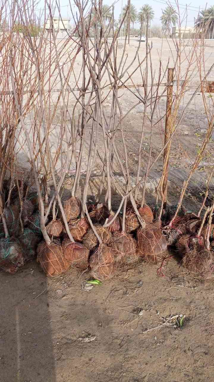 السلام عليكم ورحمة الله وبركاته
مكلف بالنشر
مشتل الزوية يعود من جديد مع بداية الموسم
الزوية قرب مفرق المدينة السياحية
*********** واتساب
***********
