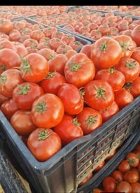 طماطه • صندوق ٣٠كيلو • الشطره-الشعله