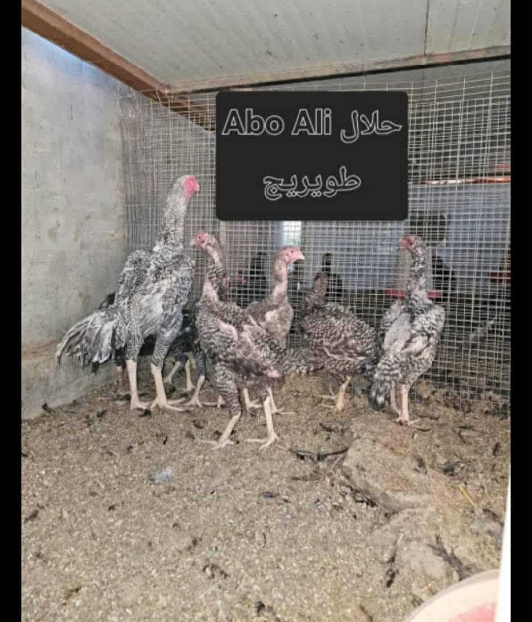اللهم صل على محمد وال محمد 🧿🧿

متوفر مخاليف هراتي بلايمد  عمرهن 4تشهر 

 ناشفات خط اول  صحه ونشاط فول الحمد لله صورهن وصور امهاتهن بالمنشور((#الامهات_غير_متاحات))

عددهن 2 ديج ودجاجه .   #ب75 
من حلال Abo Ali 
مكان كربلاء طوريج 
اليريدهن يتصل 
***********
