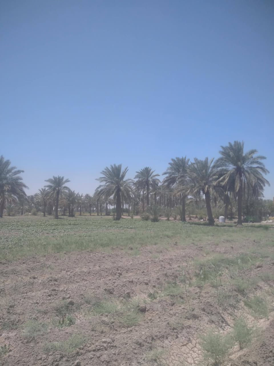 بيت للبيع ٢٠٠ متر مع قطعة أرض ٩ دوانم تحتوي قطعة الأرض على١٢٠ نخله عقد ٣٥ في بابل منطقة ابو كصيب قرب ملعب بابل الدولي للإستفسار اتصل على الرقم ***********
