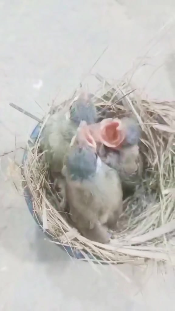 السلام عليكم شباب بلابل للبيع شراي يجي خاص بخير ويدلل مكاني قضاء النصر


**إذا كنت صاحب هذا الإعلان وتريد حذفه لأي سبب، رجاءا أرسل رسالة إلى الدعم الفني**