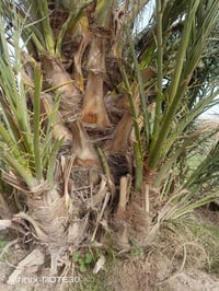 5 فسائل • تمر خضراوي • نخيل