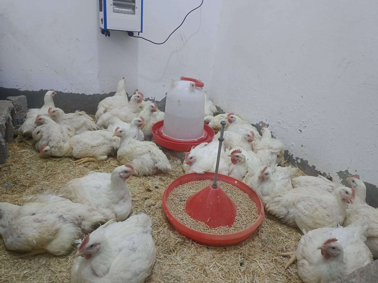 الهم صلي ع محمد وال محمد الحمدلله بعد توفيق الكريم العضيم وفقنا ع انتهاء الوجبه الاولا والثانيه وبعد كرمه العضيم وفقنا بوجبه ثالثه عراقيه درجه اولا... يتوفر فريش مقطع اجنحه كبده افخاذ صدر ركاب حبل الظهر يتوفر توصيل تحياتي واحترامي   خاصه إلى اهلي وناسي اهالي دور الزراعة كل الحب والاحترام لكل من اشترا وتقدم اليه بالشراء والتعامل وتبشرو وتدللون علينه اهلا وسهلا بيكم بكل وقت وتحيه وحب واحترام الكل المناطق جوار دور الزراعه الجربو تعاملنه وشافو شغلنه وميت اهلا بيكم حبي احترامي للجميع اسسف ع اطاله


**إذا كنت صاحب هذا الإعلان وتريد حذفه لأي سبب، رجاءا أرسل رسالة إلى الدعم الفني**