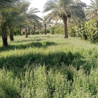 دونمين ونص • سند زراعي • نخيل