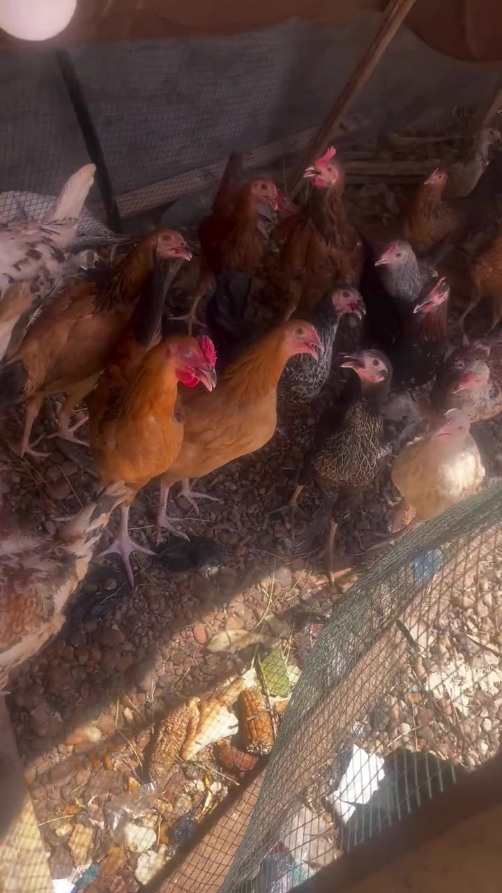دجاج عرب مال بيت سعر زوج 23 جماعت 20لحد يتعب روحة  14طير 6ديوكه والبقيه دجاج عمرهن 3شهر ونص


**إذا كنت صاحب هذا الإعلان وتريد حذفه لأي سبب، رجاءا أرسل رسالة إلى الدعم الفني**