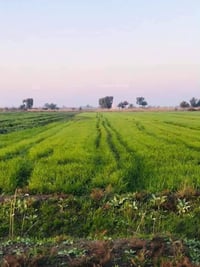 بسم الله  ارض زراعيه للبيع المساحه 5 دوانم  طابو زراعي سند 25  ثاني يو...