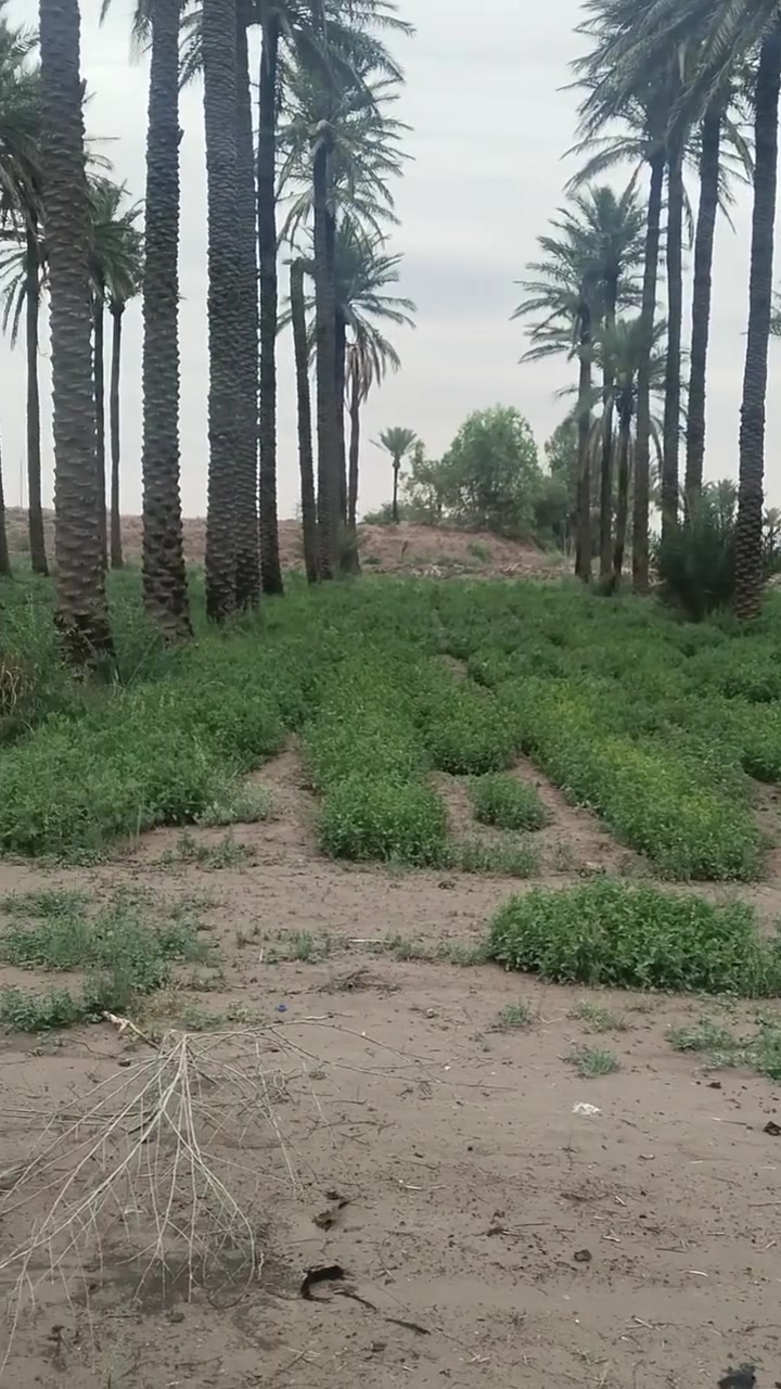 من رخصة مدير الكروب
( 4 دونم الا ربع )  ( طابو صرف )  الواجهة(  130م )بنزالها على شارع رأيسي مي اساله وكهرباء مبلط ومن الخلف نهر حدودها بغداد الدوره الزمبرانية تبعد عن سريع الدورة يوسفيه مايقارب( 1400)متر على طابو المحموديه الاتصال ((*********** بي واتساب)) *********** ابو احمد
