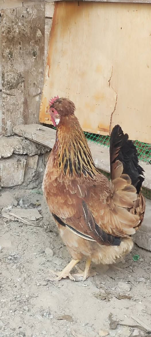 السلام عليكم متاح دجاج الكويتي 2+1 سعر التك 35 وبي مجال ..... ومتاح ديج دندراوي ودجاجته سعر 100 وبيعن مجال يوجد توصيل بعد تحويل المبلغ  المكان الناصريه مركز .
@إشارة @الجميع  
ادمان وافق


**إذا كنت صاحب هذا الإعلان وتريد حذفه لأي سبب، رجاءا أرسل رسالة إلى الدعم الفني**