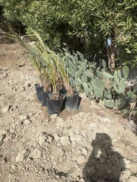 فسائل بريم شرط في سنادين السعر 45 الوحده  ‭0780 940 1236‬