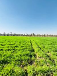 � للبيع قطعة أرض مميزة 🔹  📍 الموقع: الجعارة – تبعد 200 متر عن سدة الجع...