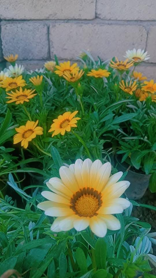 متوفر في مشتل الناحية
مشتل ناحية النمرود 
اشجار تفاح اخضر 
اشجار مشمش 
اشجار توث اسود
اشجار عرموط
اشجار الزيتون
اشجار الكالبتوز
اشجار رمان شهربان 
اشجار تين ديواني اسود
اشجار تين اصفر
اشجار عنب اسود اصفر 
اشجار الورد جوري /سلطان
شجيرات الصبار 
ورد موسمي
ورد. 
نبتتزعطر الشاي


**إذا كنت صاحب هذا الإعلان وتريد حذفه لأي سبب، رجاءا أرسل رسالة إلى الدعم الفني**