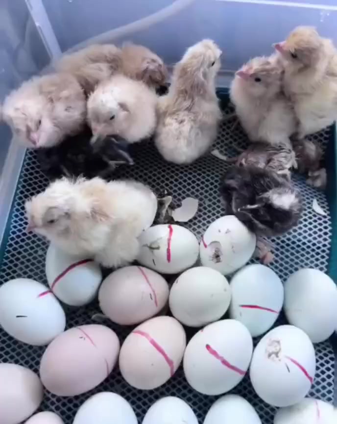 🔹 بالعربي:
فقّاسة أوتوماتيكية سعة 48–50 بيضة متوفرة للبيع
التوصيل مجاني إلى جميع المناطق
سعر الفقّاسة فقط 105,000
للطلب يرجى إرسال رسالة فقط 📩

🔹 بە کوردی (سۆرانی):
مەفقەسێکی ئۆتۆماتیکی ٤٨–٥٠ هێلکەی بۆ فرۆشتن بەردەستە
گەیاندن بێ‌بەرامبەرە بۆ هەموو شوێنەکان
نرخی مەفقەسەکە تەنیا 105,000
بۆ داواکردن، تەنیا نامەیەک بنێرە 📩


**إذا كنت صاحب هذا الإعلان وتريد حذفه لأي سبب، رجاءا أرسل رسالة إلى الدعم الفني**