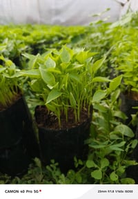 شتل باذنجان فلفل بارد فلفل حار  البيع 07507796730 اسيا07774110775