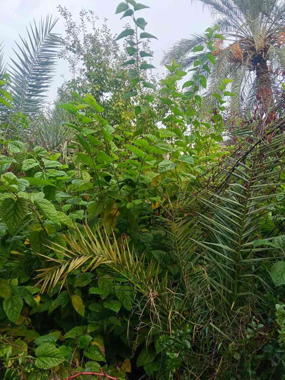 شبو أو مسك الليل السعر 3000 سندان العنوان كربلاء قضاء الحسينيه منطقة الابراهيميه ***********
