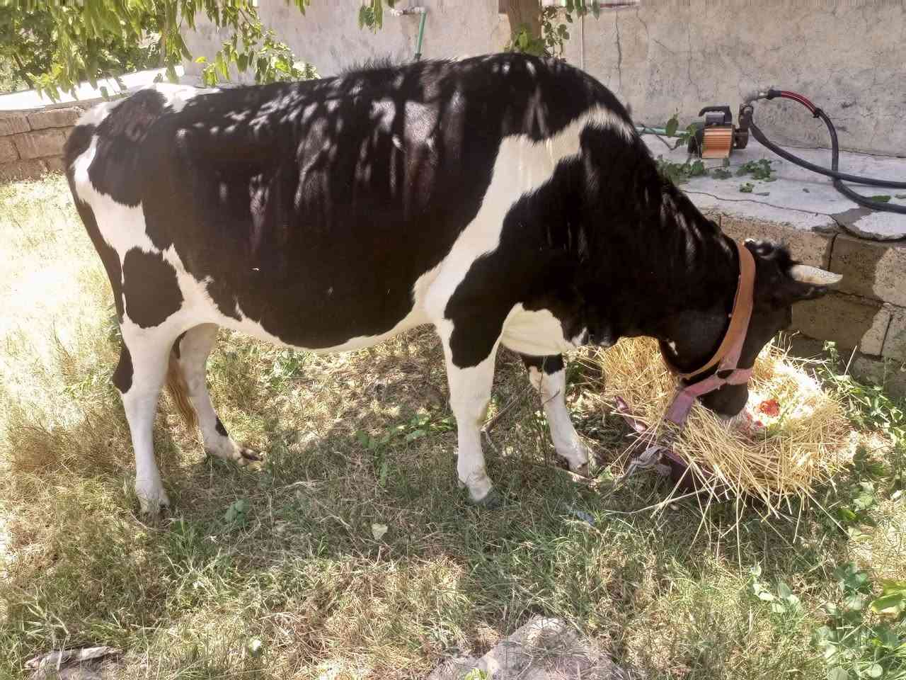 بقره فريزيه مال بيت خشنه ام ثاني حاطه على ميلاد حليب ودسامه خير من الله وين اليدور حلال مال جني الشراي يتصل ***********
