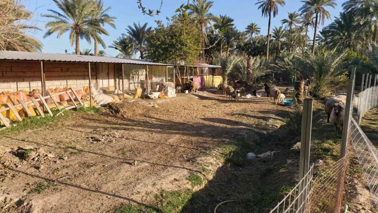 بسم الله الرحمن الرحيم 
للبيع مزرعه المساحه 3 دوانم
الموقع النجف الحيره بالقرب من محطة وقود الساقي
مسيجة بالكامل  
المزرعه مجهزه بتجهيز كامل
تحتوي على بيت 🏡 وحقل
 المواشي 
 وتحتوي على اجود انواع النخيل والحمضيات والفواكه +ماطور كهربائي
طابو زراعي سند 25 تحويل مباشر 
الواجهة 65 متر تطل على نهر 
خدمات كامله  ماء اساله وسقي وكهرباء 
للاتصال والاستفسار يتوفر واتساب 
***********  متوفر واتساب 🌴
