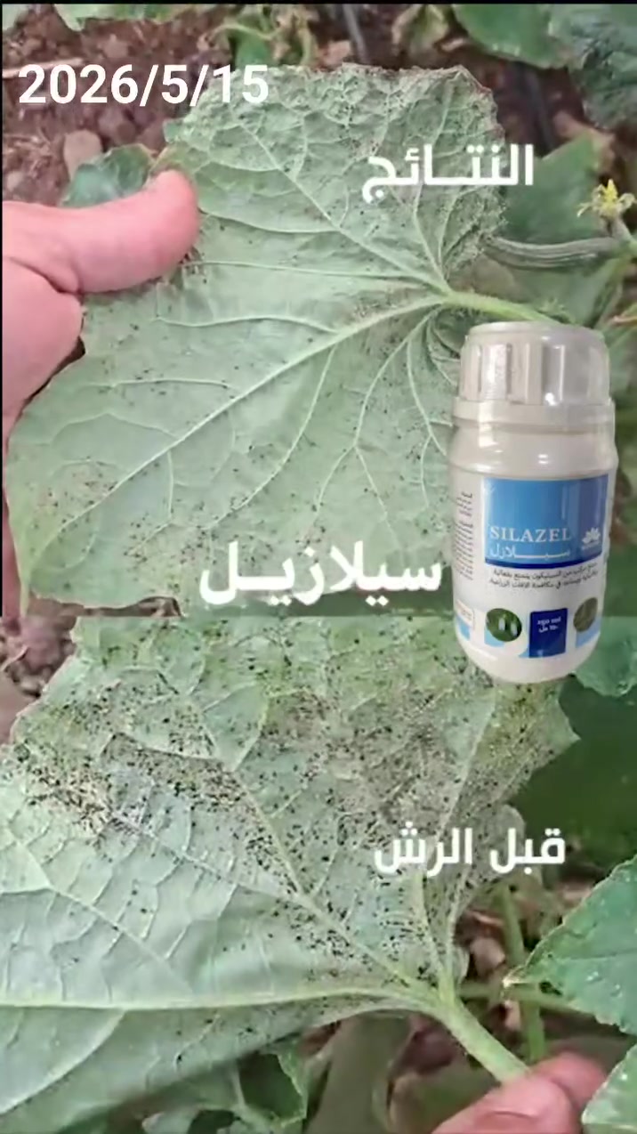 فديو مرسل من الأخ العزيز حسين خضر من عقرة 
لنتائج السيلازل   . 
السيلازل يقضي على جميع العناكب 🕷 والحشرات التي يلامسها  .


**إذا كنت صاحب هذا الإعلان وتريد حذفه لأي سبب، رجاءا أرسل رسالة إلى الدعم الفني**