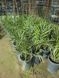 فسائل نخيل • البرحي النسيجي • شهادة فرنسية