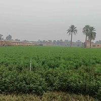 المدائن اتويثه • ٥ دونم • طابو صرف