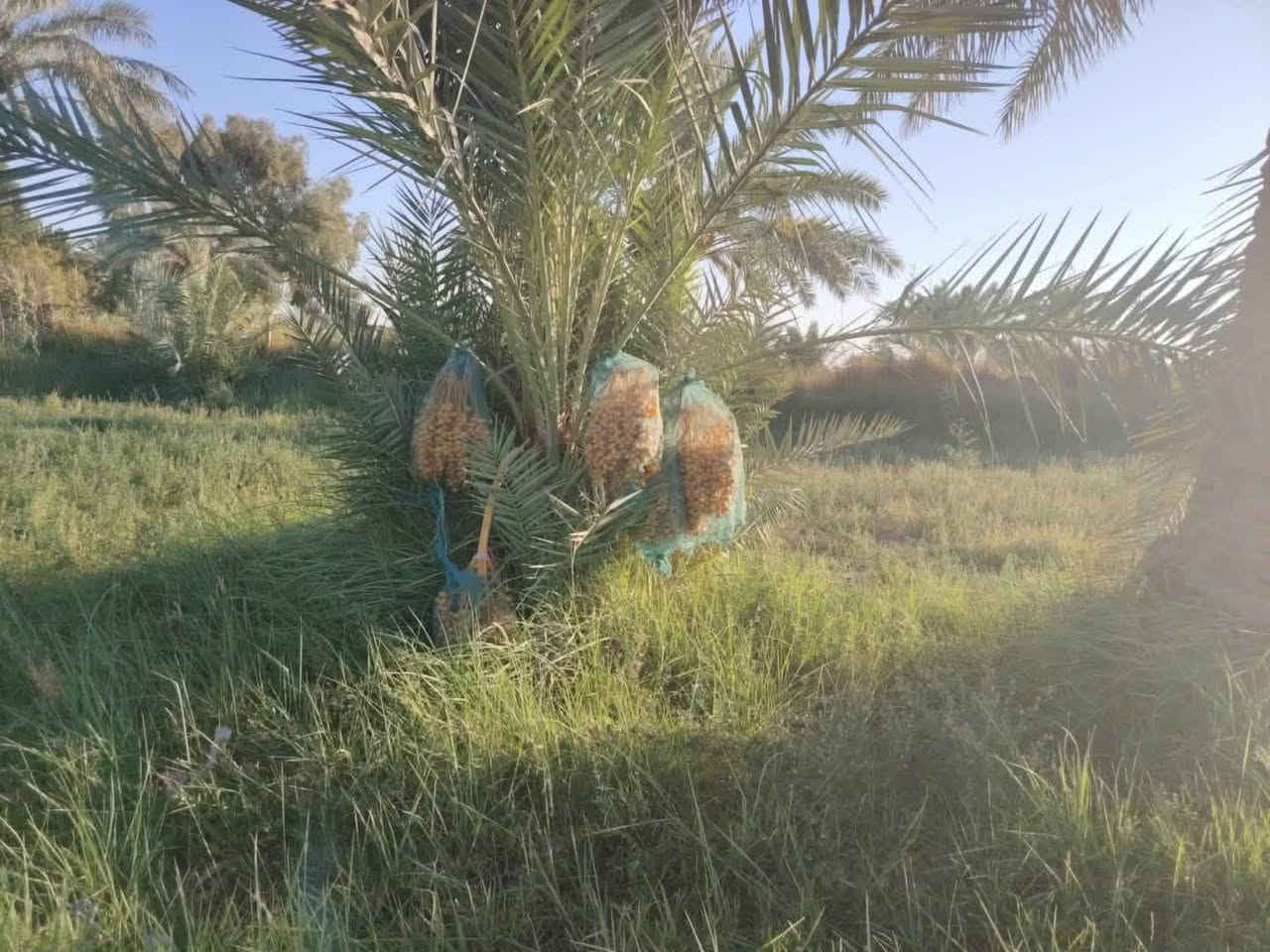 #بستان_للبيع مساحة 3000 جنس الأرض طابو بستان
العنوان:-الديوانية طريق السنية جهة الزوار عمود702 نزله عن شارع 150متر يحتوي ع دار سكني يحتوي ع 4 غرف نوم وصاله واستقبال ومطبخ وصحيات خارجيه وداخليه 
السعر 270 وبي مجال
​——————————————-
#متابعة_الصفحة
#نستقبل_جميع_عروضكم
———————————————————
🔺#للاستفسار الاتصال ع الارقام
 حسن *********** 📲  
واتساب http://wa.me/+964*********** 📲  
 ارشد ***********📲 
—————————————————————
او زيارة مكتبنا
🔺مكتب دره المشرق للاستثمار والتطوير العقاري 
🔺العنوان:-حي الجزائر الشارع العام قرب مأكولات تشرين
