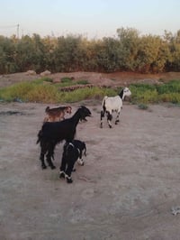 صخول • مطافيل • سماوة السوير