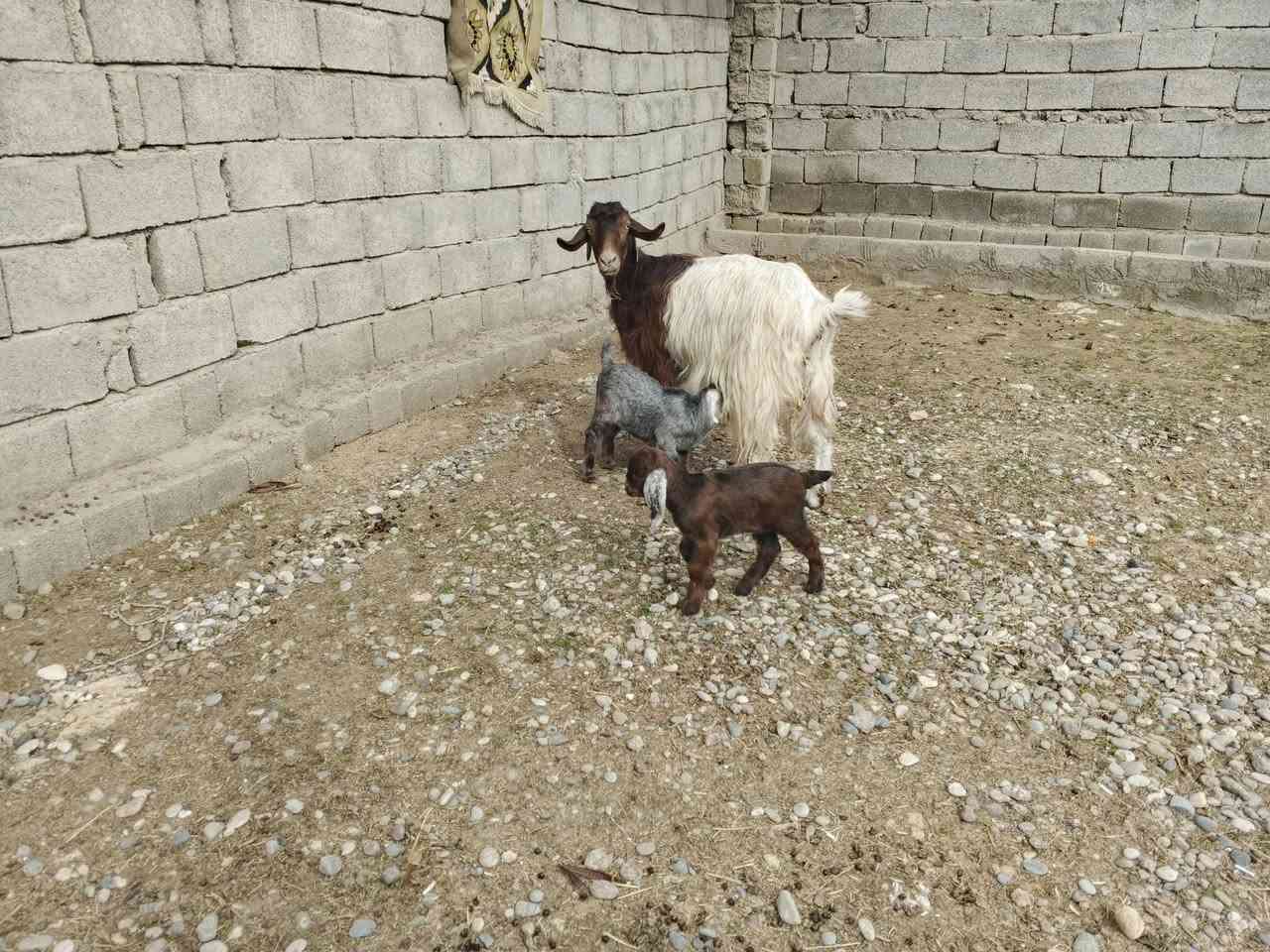 عنز لبيع ور توم حليب خير من الله شرط على كل شيء مل جني السعر 500الف قفل قفل اتصل ‏‏‪***********‬‏
