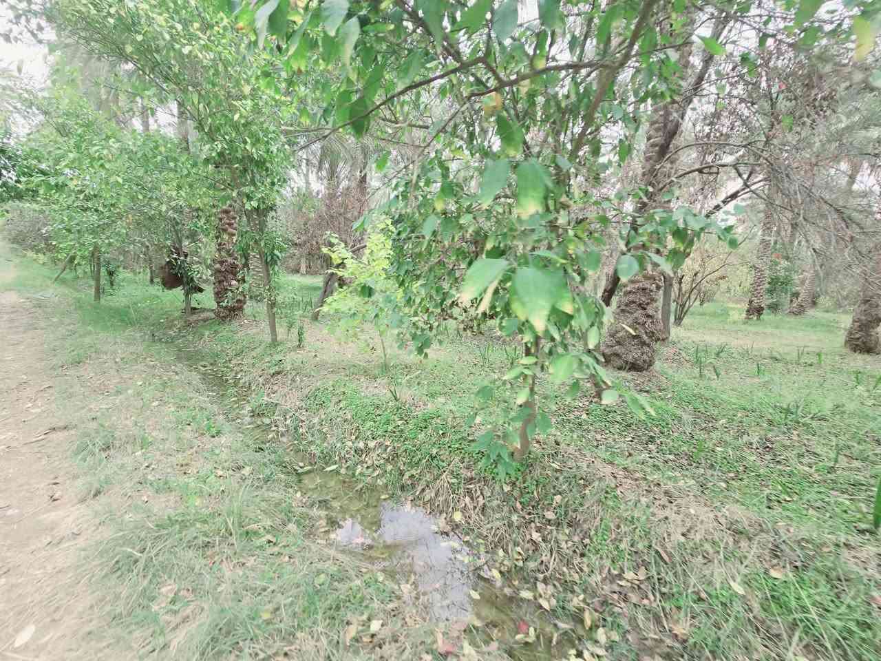 اللهم صل على محمد وأل محمد ليوم

 جبنالكم عرض مميز  وبسعر مناسب جدا واحلئ

 مايكون بهذا العرض هوه المنطقة والجيران الطيبة والهدوء 

 للبيع    دونم  المساحة بالأمتار 2500 متر محدد ومسيج بالكامل 

   تتوفر كافة الخدمات 

  كهرباء ضغط عالي مي اساله 

   مي سقي سيح البستان مخدومة

 بالكامل العنوان كربلاء شارع الحسينية سايد المواكب

 قرب جسر 🌉 الإبراهيمية الها مدخلين مدخل الأول من

 شارع الحسينية ومدخل الثاني من شارع الابراهيمية تبعد

 عن شارع الحسينية 1000  متر وعن جسر الإبراهيمية كيلو ونص 

 وعن مركز المدينة 15 كيلو منطقة سكنية عرض الشارع

 النازل عل بستان 6 متر واكو مكانات 7 و 8 م علمأ نوع السند

 طابو زراعي سند 25 تحويل سهم مباشر بأسم المشتري

 أصل السند  6   دونم فقط انزل اسمك سهم بالسند بمساحة

دونم  

#السعر   210   مليون  مع المجال

 للجاد بالشراء 

للإستفسار أكثر #اتصلوا بالأرقام التالية 

(  ‏‪***********‬‏  )(  ***********  ) 

ابو فاطمة عنوان المكتب شارع الحسينية قرب جسر 🌉 الإبراهيمية مقابل شارع عون مكتب النافعي للعقارات كربلاء   النافعي للعقار       #اشاره #الاصدقاء #متابعين #اكسبلور #الجميع #متابعين #اكسبلور #الجميع #متابعين #اكسبلور @إشارة
