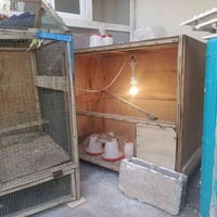 قفصين • دجاج وطيور