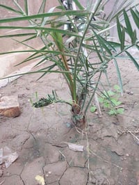 نخلة برحية • زراعة نسيجية • البصرة