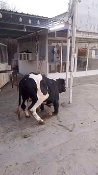 جزاره البيدر • عجول وقوزي • المقداديه جسر مهروت