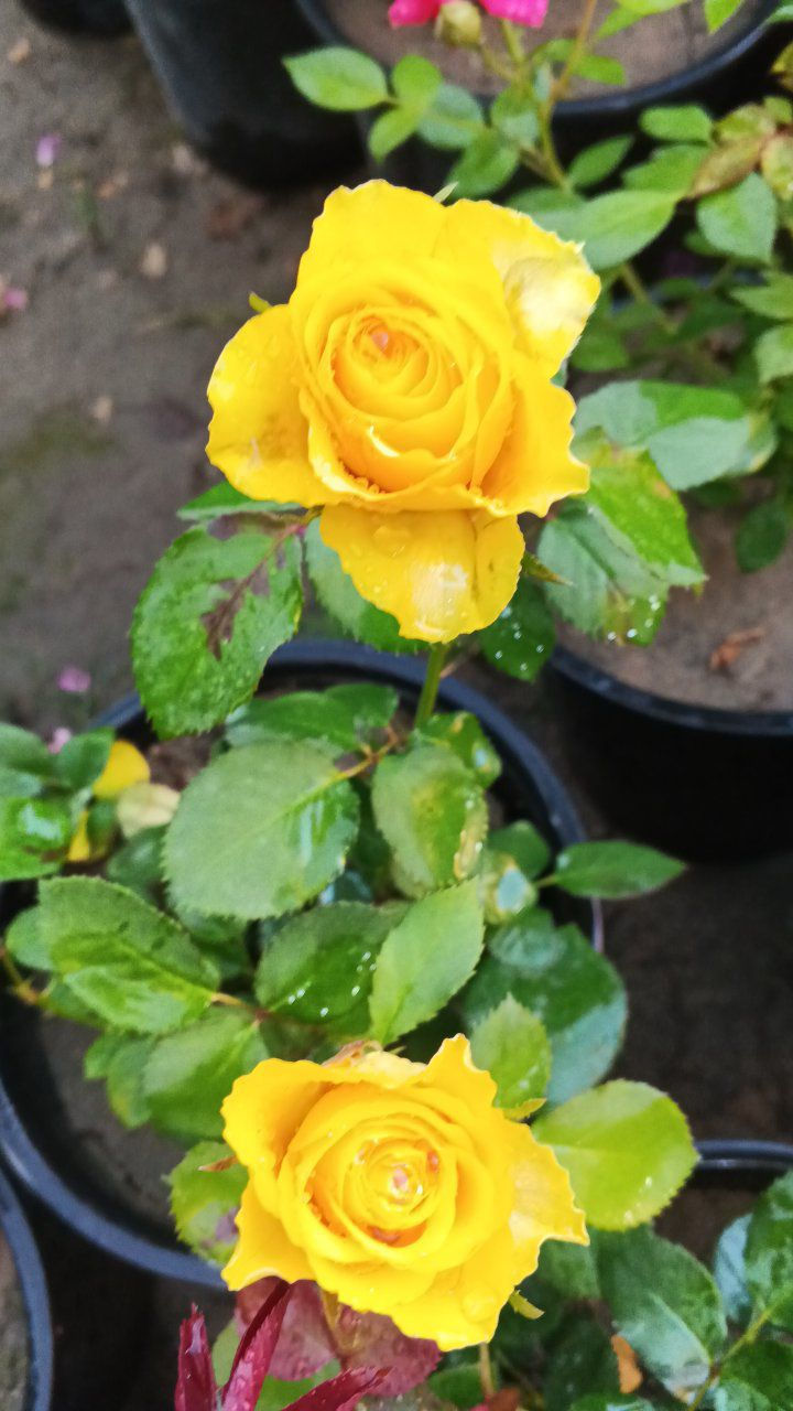 يتوفر جوري هولندي بكل ألوانه 
عنوانه كوفه شارع عبد العال يوجد توصيل فقط نجف ***********
