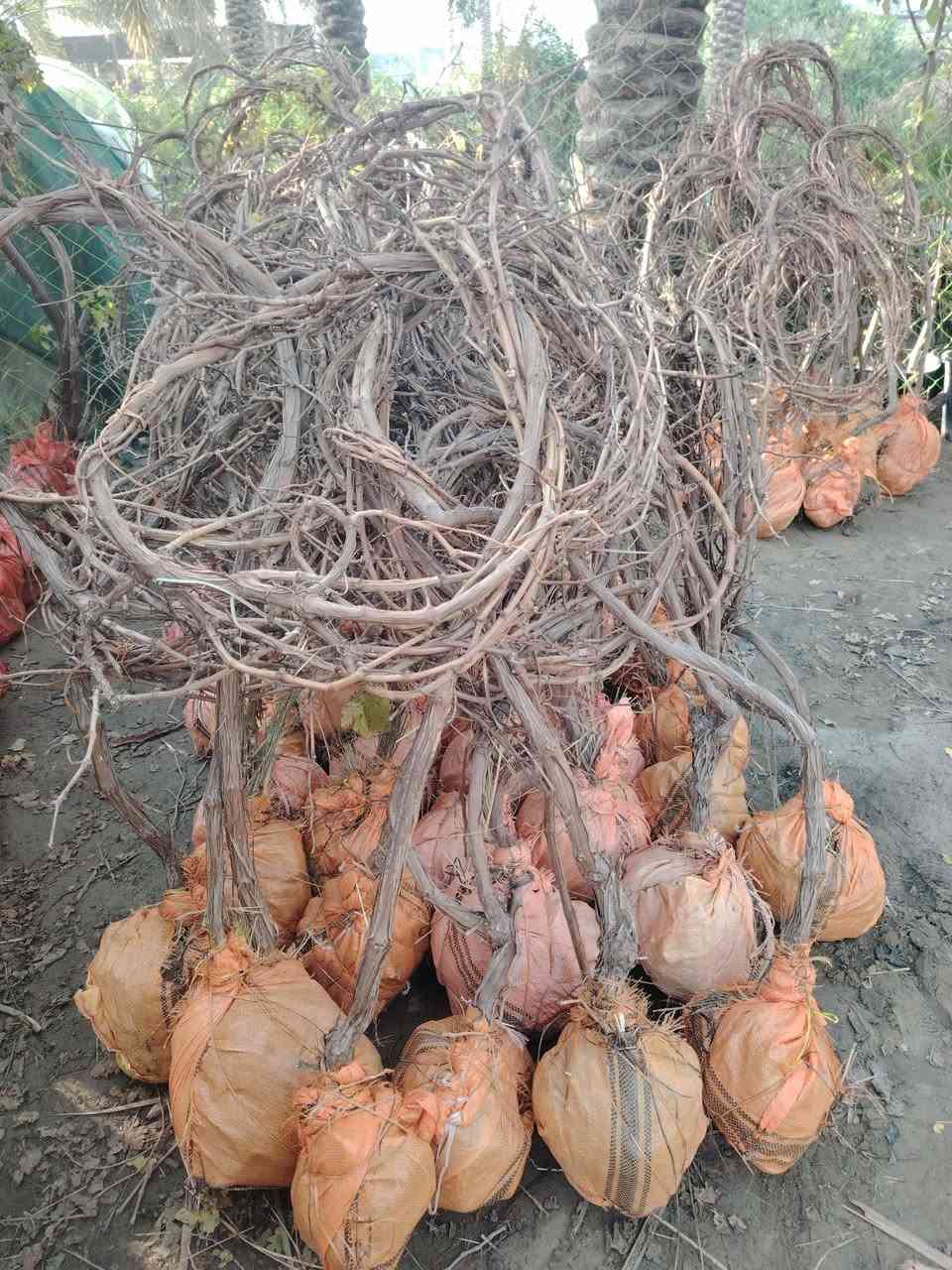 مشتل الربيع لبيع كافة انواع العنب الحلواني والكمالي ويضاآ انواع النخيل كافه الكبير العنوان بابل السياحي للاتصال والاستفسار ***********
