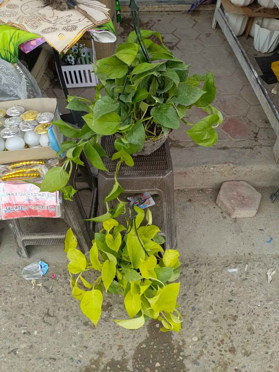 وصل لبلاب بلونين ليموني واخضر تعليگ السعر 7000دينار وعصا موسى واحد متر السعر 3000دينار العنوان شارع عرق النسا مقابل علوة نافع لبيع الفواكه والخضراوات الليث للتحفيات والزهور الصناعية


**إذا كنت صاحب هذا الإعلان وتريد حذفه لأي سبب، رجاءا أرسل رسالة إلى الدعم الفني**