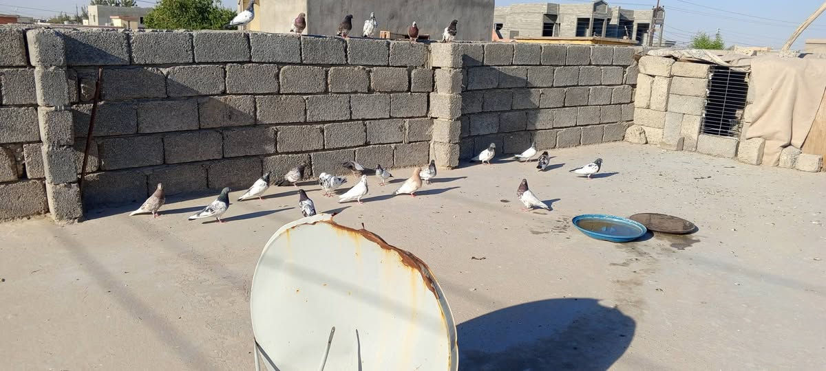 اليريد شلع بس يجيني
وحياكوم الله ❤✨


**إذا كنت صاحب هذا الإعلان وتريد حذفه لأي سبب، رجاءا أرسل رسالة إلى الدعم الفني**