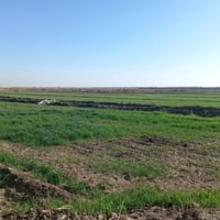 بستان • ١٥ دونم • طريق كوت موفقيه