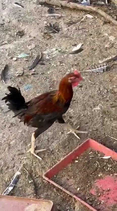 ديوجه للبيع الزوج ب٢٥ فسيفس للذبح ب٣٥ قفل بابل شارع ٨٠


**إذا كنت صاحب هذا الإعلان وتريد حذفه لأي سبب، رجاءا أرسل رسالة إلى الدعم الفني**