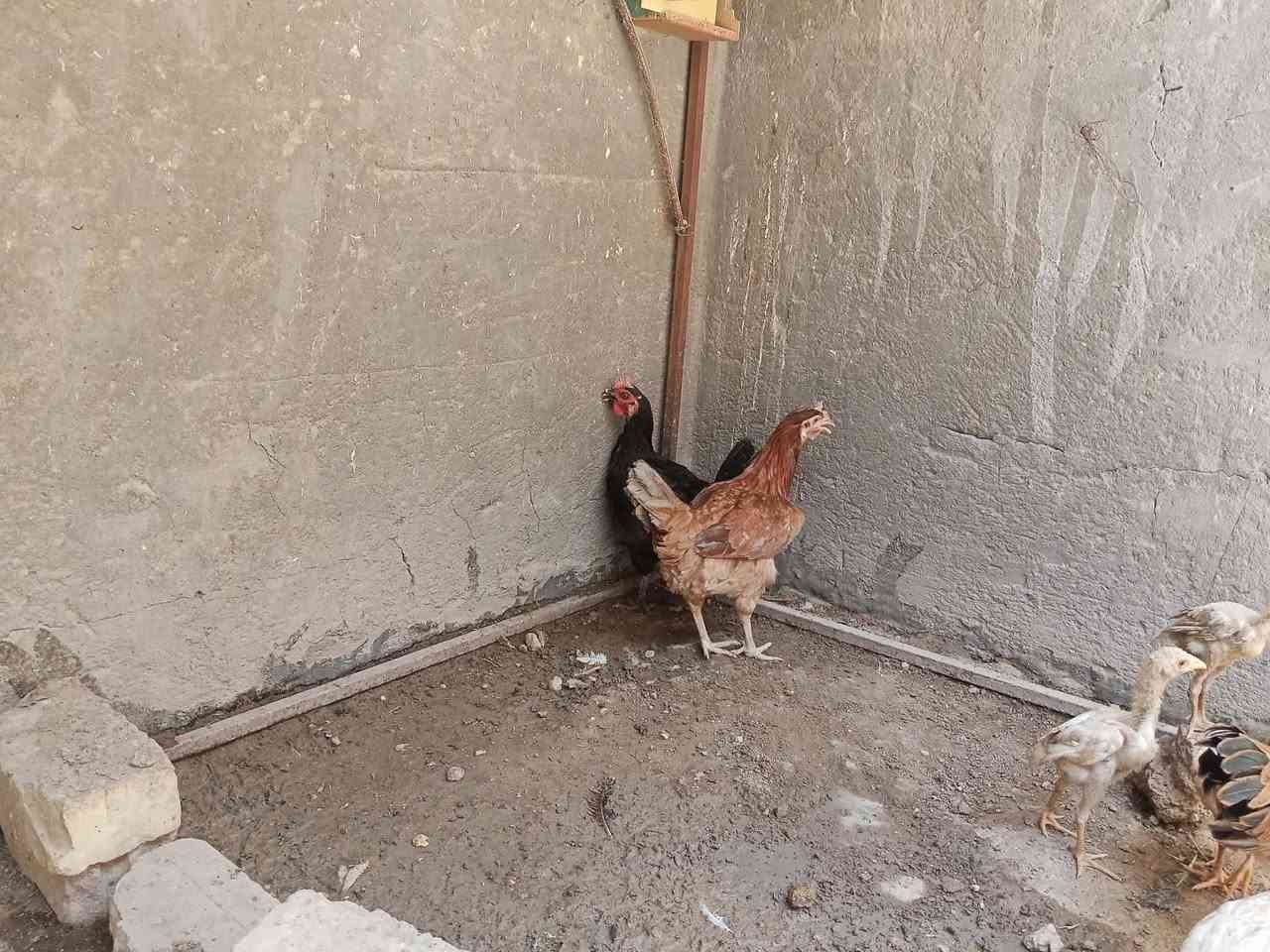 للبيع ديج كوجي 
دجاجات عرب نثايه بياضات العدد3
بسعر مناسب


**إذا كنت صاحب هذا الإعلان وتريد حذفه لأي سبب، رجاءا أرسل رسالة إلى الدعم الفني**